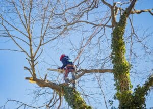 Tree Services Lancaster California